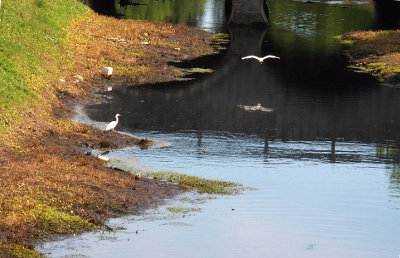 [The left hillside of the stormwater drainage area and the water itself are visible. One bird stands at the water's edge on the left while the other with fully outstretched wings glides over the water. The gliding bird's reflection can be seen in the water.]